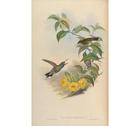 YIMACBJXX Famous Painting Wall Art Decor Canvas Picture Wall Animal Bird Delattria Clemenciae Lampornis Clemenciae by John Gould Graffiti Art Pictures for Home Decor 60x90cm