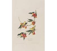 YIMACBJXX Famous Painting Wall Art Decor Canvas Picture Wall Illustration From birds of America by John Jamess Audubon Graffiti Art Pictures for Home Decor 60x90cm