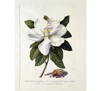YIMACBJXX Famous Painting Wall Art Decor Canvas Picture Wall Magnolia Grandiflora by Georg Dionysius Ehret Graffiti Art Pictures for Home Decor 60x90cm