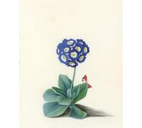 YIMACBJXX Famous Pictures Paintings Artwork For Walls Aauricula by Georg Dionysius Ehret Vintage Wall Art for Home Decor 60x90cm