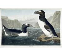 YIMACBJXX Famous Pictures Paintings Artwork For Walls Great Auk by John Jamess Audubon Vintage Wall Art for Home Decor 60x90cm