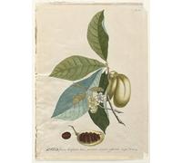 YIMACBJXX Famous Pictures Paintings Artwork For Walls Plantae Selectae No Anona by Georg Dionysius Ehret Vintage Wall Art for Home Decor 60x90cm