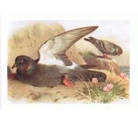 YIMACBJXX Famous Pictures Paintings Artwork For Walls Rock From Birds of the British Isles by Archibald Thorburn Vintage Wall Art for Home Decor 60x90cm