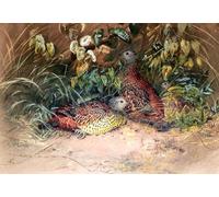 YIMACBJXX Famous Wall Art Decor Canvas Picture Wall Hardwicke Spur-fowl by Wolf Graffiti Art Pictures for Home Decor 60x90cm