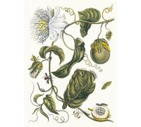 YIMACBJXX Famous Wall Art Decor Canvas Picture Wall Marquiaas by Maria Sibylla Merian Graffiti Art Pictures for Home Decor 60x90cm