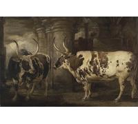 YIMACBJXX Famous Wall Art Decor Canvas Picture Wall Portraits of Two Extraordinary Oxen the Property of the Earl of Powis by Famous Artist Graffiti Art Pictures for Home Decor 60x90cm