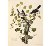 YIMACBJXX Famous Wall Art Decor Canvas Picture Wall the Loggerhead Shrike From the Birds of America by John Jamess Audubon Graffiti Art Pictures for Home Decor 60x90cm
