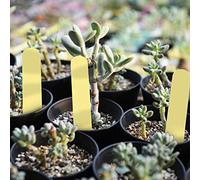 Yinhing 100 Pcs White PVC Garden Plant Pot Markers Seed Label Stakes for Nursery Vegetable and Flower Identification in Your Yard and Garden (Yellow)