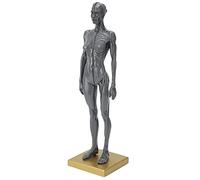 Yinhing 30cm Human Musculoskeletal Anatomical Model, Female Body Muscle Structure Sculpture with Exquisite Carving Details for Teaching, Observation and Research