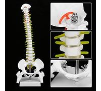 Yinhing 38Cm Removable Flexible Human Spine Model Anatomical Skeleton Replica for Education Detailed Educational Tool for Biology and Learning