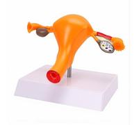 Yinhing Female Reproductive System Model Life Size Uterus Ovary Fallopian Tube Model with Sectioned Ovary Follicles Vessels for Biology Nursing Education Classroom