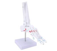 Yinhing Human Foot Joint Model Life Size Anatomical Foot Skeleton Model for Educational Purposes Students and Anatomical Display Detailed Representation of Human Structure with Remova