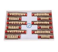 Yinhing Synthetic Resin Teeth Acrylic Denture Teeth for Dentists with Smooth and Heat Suitable for Complete or Single Denture Making