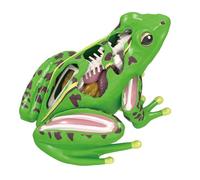 YiNLuax Frogs Anatomy Model Animal Anatomical Students Studying Tool Educational Toy for Children Biology Teaching Equipment Biology Technology Gadget