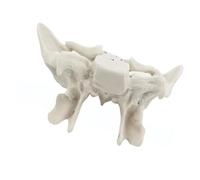 YiNLuax Human Skeleton Model for Anatomy Sphenoid Temporal Bone Ethmoid Bone Model Medicals Model Teaching Model
