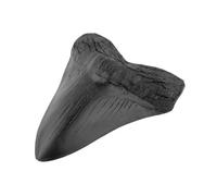 Yiokii Genuine Natural Fossilized Megalodon Shark Tooth - Real Prehistoric Fossil