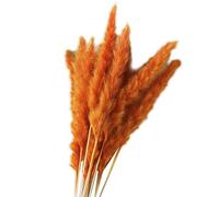 YIWOYI 15Pcs Dried Reed Flower Arrangement Natural Pampas Grass Phragmites Communis Plants Bouquet for Modern Home Decoration (Orange)