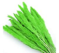 YIWOYI 15PCS Natural Primary Color Dry Reed Grass, Sell Bulrush Natural Dried Small Pampas Grass Phragmites Pampas Grass Bouquet (Green)