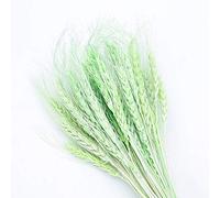YIWOYI 50Pcs/lot,pampas Grass Large,dried Pampas Grass,Natural Dried Flower Wheat Ears Bouquet for Wedding Party Decoration Craft Home Decor (green)