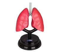 YIXANNX Anatomical Display Human Lung Model Toy Engaging Educational Experience Helping Children Learn About Respiratory Organs Respiratory System Model Teaching Organ Science