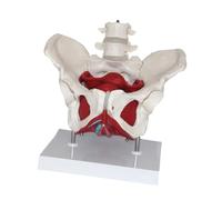 YIXANNX Educational Female Pelvis Model Research Discussion And Communication Between Medical Professionals And Patients Life Size Human Female Pelvis Model