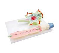 YIXANNX Effective Neuronal Cell Model Showcases Unique Anatomy Of Neurons Nerve Fibers Making Classrooms And Sturdy Neuronal Cell Model Teaching Neuron Anatomy