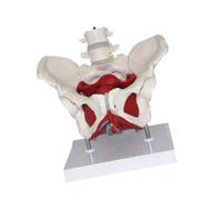 YIXANNX Female Pelvis Model With Flexible Muscles Designed To Student Understanding And Provide Effective Learning Life Size Human Female Pelvis Model