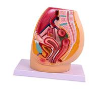 YIXANNX Human Pelvis Model Clear Visuals High Simulation Tool For Science tion And Research Purposes High Simulation PVC Detailed Lightweight Learners Science tion Teaching Aid Training Classroom