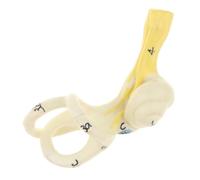 YIXANNX Magnification 5X Ear Cochlea Models tional Human Ear Model Addition to Teaching Supplies Magnification 5X Semicircular Canal Cochlear Model for School Study Display