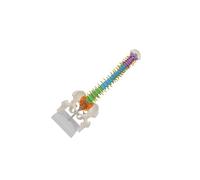 YIXANNX Teaching Resources Students Spine Pelvic Model Comprehensive Educational Tool With Realistic Features For Science Lessons Life Size Spine Model With Display Stand Skeleton