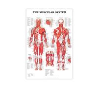 YJACED The Muscular System Canvas Poster Bedroom Decor Landscape Office Room Decor Gift 16x24inch(40x60cm)