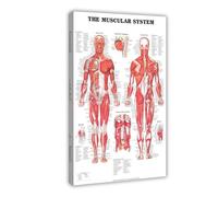 YJACED The Muscular System Canvas Poster Bedroom Decor Landscape Office Room Decor Gift 24x36inch(60x90cm)