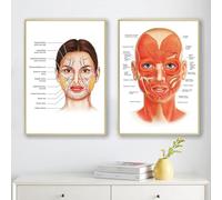 YLHKME Canvas Pictures Facial Artery Anatomy Muscle Art Print Poster Wall Pictures for Hospital Clinic Decoration (unframed, 2 x 40 x 60 cm)