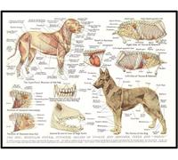 YLHKME Modern Muscles Organs of the Dog Pictures Canvas Painting, Animal Anatomy Wall Pictures Living Room Bedroom Decorative Poster Art Prints, Without Frame (Frameless, 30 x 40 cm)