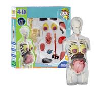 Ylnailky Human Anatomy Model | Pregnancy Skeleton Model Toy - Educational Anatomical Assembly Kit for Students Children Boys Girls Classroom School