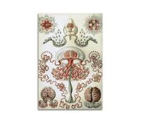 YMXSDIMDS Art Forms of Nature 2 by Ernst Haeckel Painting Art Posters Picture Canvas Wall Paint Arts Decor Modern Home Artworks 12x18inch(30x45cm)