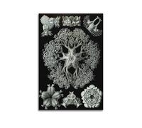 YMXSDIMDS Art Forms of Nature by Ernst Haeckel Painting Art Posters Wall Art Canvas Living Room Bedroom Decor Artworks 20x30inch(50x75cm)