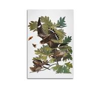 YMXSDIMDS Audubon Nighthawk by John James Audubon Painting Art Posters Wall Art Scroll Canvas Painting Picture Living Room Decor Home 24x36inch(60x90cm)