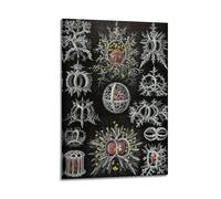 YMXSDIMDS Cellular Biology by Ernst Haeckel Painting Art Posters Art Canvas Decor Wall Print Photo Home Modern Decoratives 08x12inch(20x30cm)