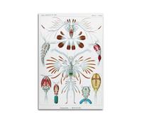 YMXSDIMDS Copepod Crab by Ernst Haeckel Painting Art Posters Canvas And Wall Art Picture Print Modern Family Bedroom Decors 24x36inch(60x90cm)