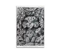 YMXSDIMDS Coral by Ernst Haeckel Painting Art Posters Canvas Room Aesthetic Wall Art Prints Home Modern Decor 08x12inch(20x30cm)