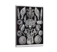 YMXSDIMDS Cranefoot Crab by Ernst Haeckel Painting Art Posters Canvas Room Aesthetic Wall Art Prints Home Modern Decor 24x36inch(60x90cm)