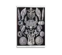YMXSDIMDS Cranefoot Crab by Ernst Haeckel Painting Art Posters Print Photo Art Canvas Home Decorative Bedroom Modern Decors 16x24inch(40x60cm)
