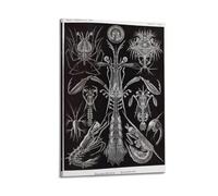 YMXSDIMDS Crustaceans by Ernst Haeckel Painting Art Posters Art Print Wall Photo Paint Hanging Picture Family Bedroom Decor 16x24inch(40x60cm)