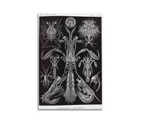 YMXSDIMDS Crustaceans by Ernst Haeckel Painting Art Posters Canvas Wall Art Decorative Bedroom Modern Home Print Picture 20x30inch(50x75cm)