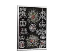 YMXSDIMDS Cyclopoidea by Ernst Haeckel Painting Art Posters Picture Print Wall Art Canvas Artworks Room Aesthetic 12x18inch(30x45cm)