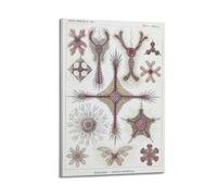 YMXSDIMDS Dictyostelium by Ernst Haeckel Painting Art Posters Canvas Wall Art Picture Prints Hanging Photo Idea Decor 12x18inch(30x45cm)