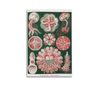 YMXSDIMDS Disc Jellyfish by Ernst Haeckel Painting Art Posters Wall Art Scroll Canvas Picture Living Room Decor Home 24x36inch(60x90cm)