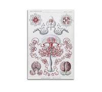 YMXSDIMDS Flower Jellyfish by Ernst Haeckel Painting Art Posters Picture Canvas Wall Paint Arts Decor Modern Home Artworks 12x18inch(30x45cm)