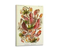 YMXSDIMDS Flowers by Ernst Haeckel Painting Art Posters Canvas Wall Art Decorative Bedroom Modern Home Print Picture 12x18inch(30x45cm)